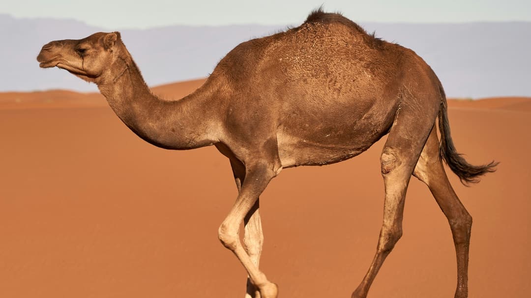 Cuando los estándares de belleza de los camellos se exceden: El escándalo del Botox que sacude los prestigiosos concursos de Omán